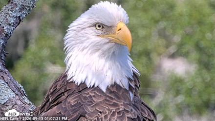 NE Florida Eagles Live Webcam - Sep 13, 2026, 1:08pm EDT