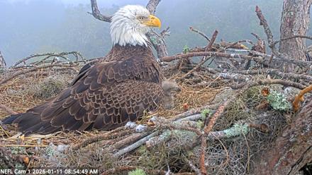NE Florida Eagles Live Webcam - Jan 11, 2026, 8:55am EST