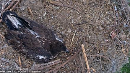 NE Florida Eagles Live Webcam - Apr 6, 2026, 7:12pm EDT