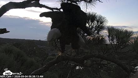NE Florida Eagles Live Webcam - Sep 4, 2026, 6:39am EDT