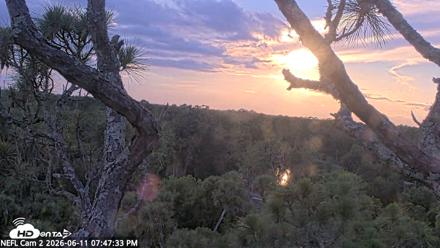NE Florida Eagles Live Webcam - Jun 11, 2026, 7:49pm EDT