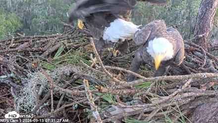 NE Florida Eagles Live Webcam - Sep 13, 2026, 7:32am EDT