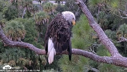 NE Florida Eagles Live Webcam - Aug 25, 2026, 7:47pm EDT
