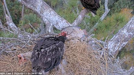NE Florida Eagles Live Webcam - Feb 11, 2026, 1:34pm EST