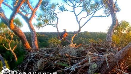 NE Florida Eagles Live Webcam - Sep 17, 2026, 7:29am EDT