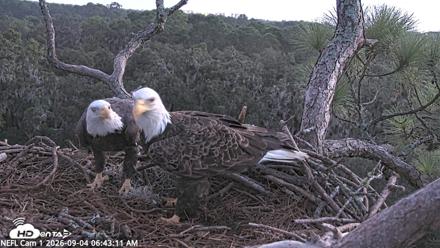 NE Florida Eagles Live Webcam - Sep 4, 2026, 6:44am EDT