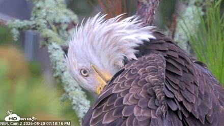 NE Florida Eagles Live Webcam - Aug 20, 2026, 7:19pm EDT