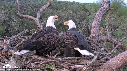 NE Florida Eagles Live Webcam - Sep 15, 2026, 7:33pm EDT