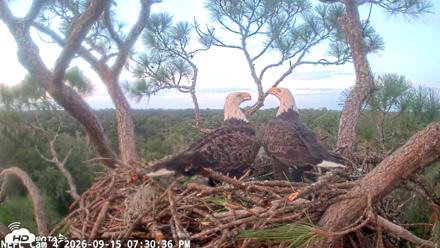 NE Florida Eagles Live Webcam - Sep 15, 2026, 7:31pm EDT