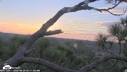 NE Florida Eagles Live Webcam - Aug 29, 2026, 7:12am EDT