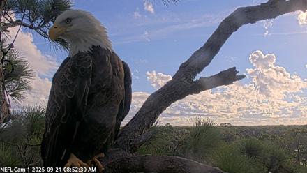 NE Florida Eagles Live Webcam - Sep 21, 2025, 8:53am EDT