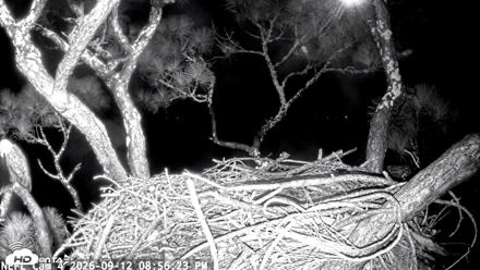 NE Florida Eagles Live Webcam - Sep 12, 2026, 8:57pm EDT