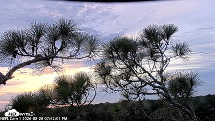 NE Florida Eagles Live Webcam - Aug 28, 2026, 7:52pm EDT