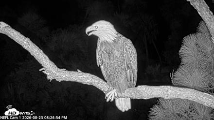 NE Florida Eagles Live Webcam - Aug 23, 2026, 8:27pm EDT