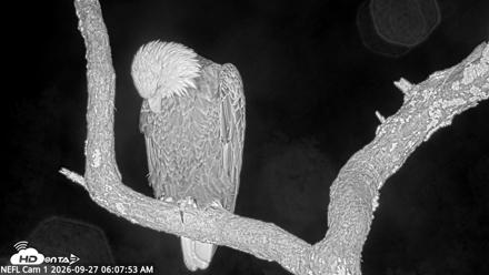 NE Florida Eagles Live Webcam - Sep 27, 2026, 6:08am EDT