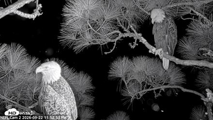 NE Florida Eagles Live Webcam - Sep 22, 2026, 11:53pm EDT