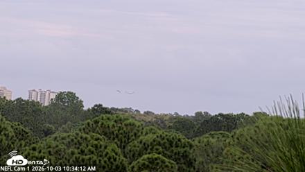 NE Florida Eagles Live Webcam - Oct 3, 2026, 10:34am EDT