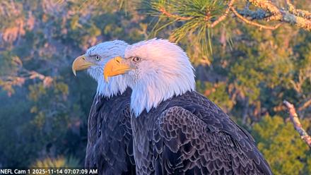 NE Florida Eagles Live Webcam - Nov 14, 2025, 7:07am EST