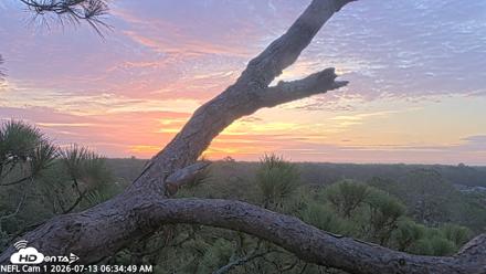 NE Florida Eagles Live Webcam - Jul 13, 2026, 6:35am EDT