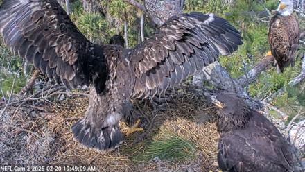 NE Florida Eagles Live Webcam - Feb 20, 2026, 10:52am EST