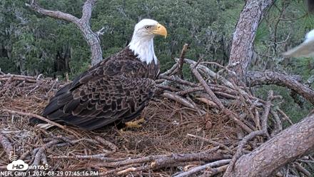 NE Florida Eagles Live Webcam - Aug 29, 2026, 7:46pm EDT