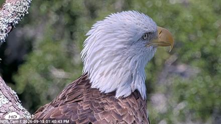 NE Florida Eagles Live Webcam - Sep 13, 2026, 1:41pm EDT