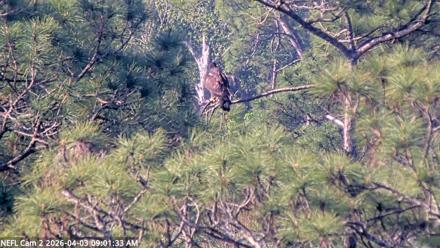 NE Florida Eagles Live Webcam - Apr 3, 2026, 9:02am EDT