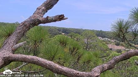 NE Florida Eagles Live Webcam - Aug 10, 2026, 12:29pm EDT