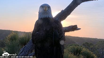NE Florida Eagles Live Webcam - Aug 15, 2026, 7:15am EDT