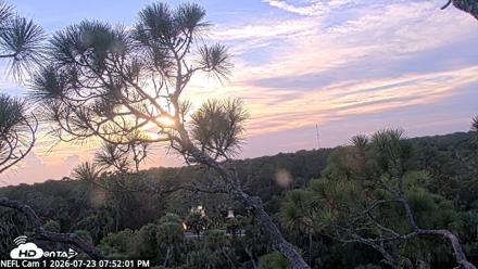 NE Florida Eagles Live Webcam - Jul 23, 2026, 7:52pm EDT