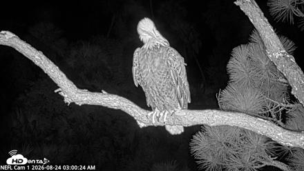 NE Florida Eagles Live Webcam - Aug 24, 2026, 3:01am EDT