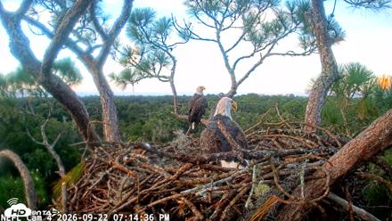 NE Florida Eagles Live Webcam - Sep 22, 2026, 7:15pm EDT