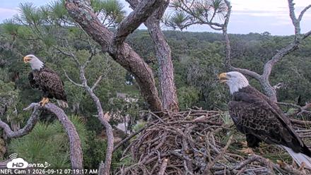NE Florida Eagles Live Webcam - Sep 12, 2026, 7:20am EDT
