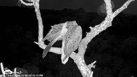 NE Florida Eagles Live Webcam - Oct 9, 2026, 7:17pm EDT