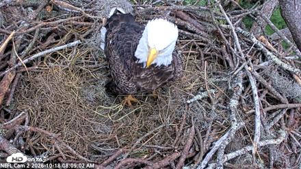 NE Florida Eagles Live Webcam - Oct 18, 2026, 8:09am EDT
