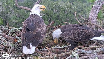 NE Florida Eagles Live Webcam - Sep 21, 2026, 7:29am EDT