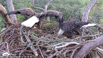 NE Florida Eagles Live Webcam - Sep 8, 2026, 7:18am EDT