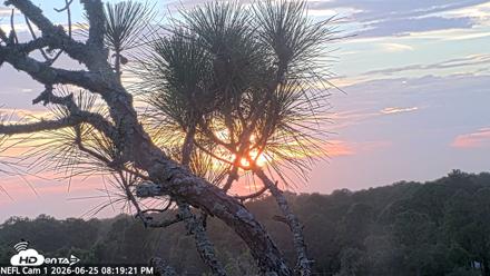 NE Florida Eagles Live Webcam - Jun 25, 2026, 8:20pm EDT