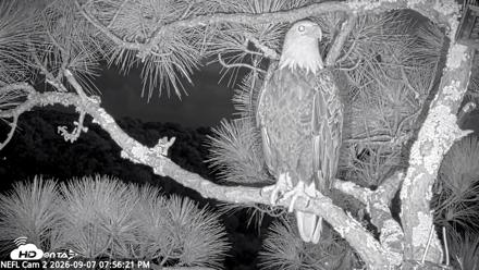NE Florida Eagles Live Webcam - Sep 7, 2026, 7:57pm EDT