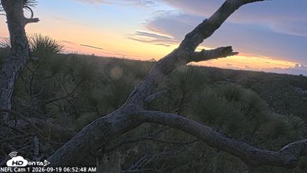 NE Florida Eagles Live Webcam - Sep 19, 2026, 6:53am EDT