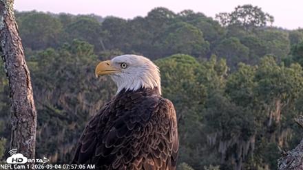 NE Florida Eagles Live Webcam - Sep 4, 2026, 7:58am EDT