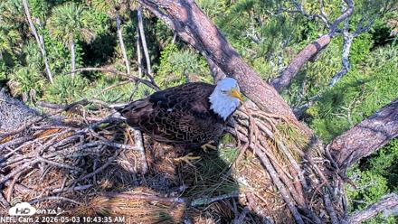 NE Florida Eagles Live Webcam - May 3, 2026, 10:44am EDT