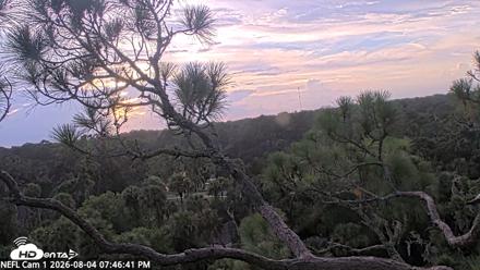 NE Florida Eagles Live Webcam - Aug 4, 2026, 7:47pm EDT