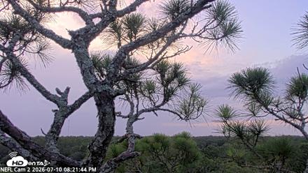 NE Florida Eagles Live Webcam - Jul 10, 2026, 8:22pm EDT