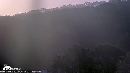 NE Florida Eagles Live Webcam - Apr 11, 2026, 7:15am EDT