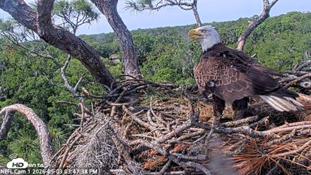 NE Florida Eagles Live Webcam - May 3, 2026, 3:48pm EDT
