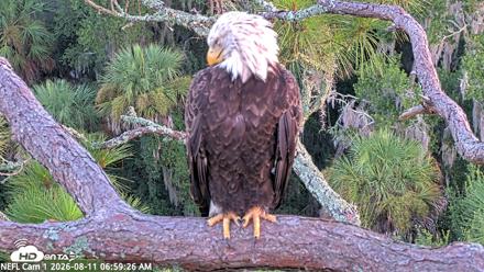 NE Florida Eagles Live Webcam - Aug 11, 2026, 7:00am EDT