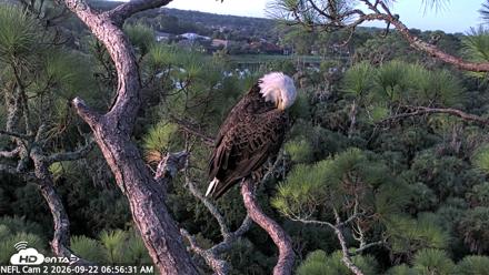 NE Florida Eagles Live Webcam - Sep 22, 2026, 6:57am EDT