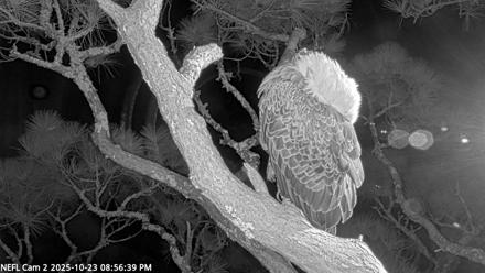 NE Florida Eagles Live Webcam - Oct 23, 2025, 8:57pm EDT