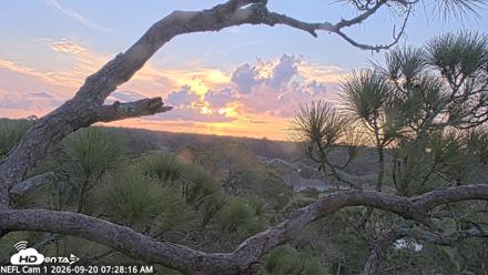 NE Florida Eagles Live Webcam - Sep 20, 2026, 7:29am EDT